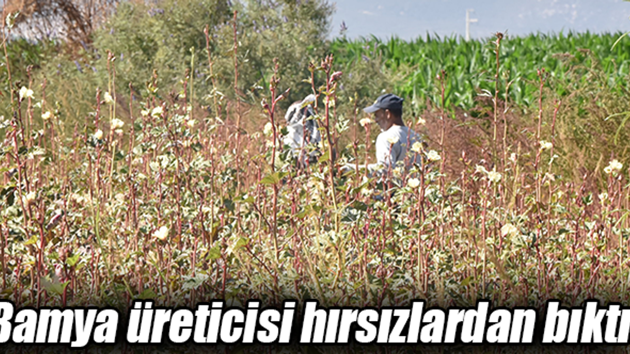 Olgunlaşmasına bile fırsat vermiyorlar!