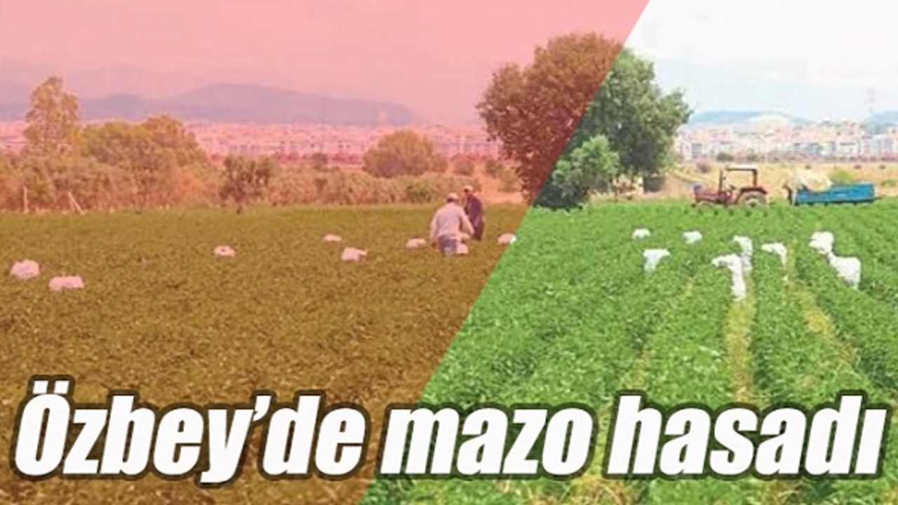 Mazoda ilk hasat Özbey'de gerçekleşti