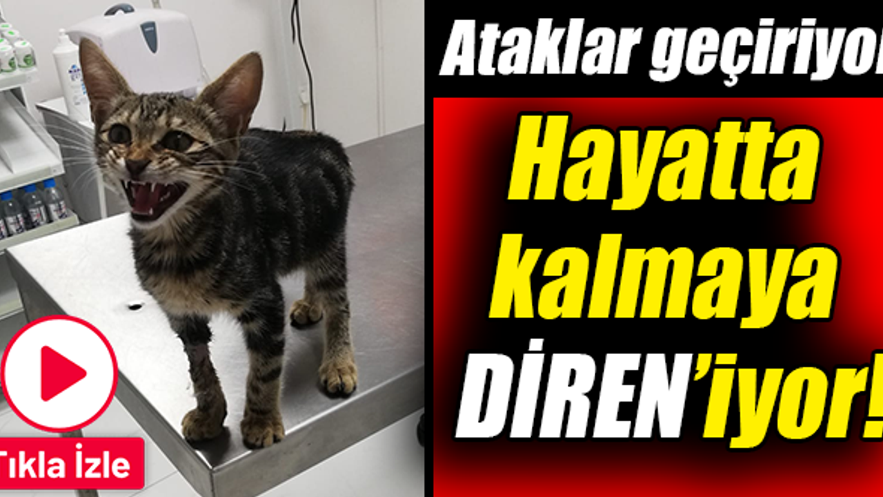 Bir yıldır hayatta kalmaya direniyor