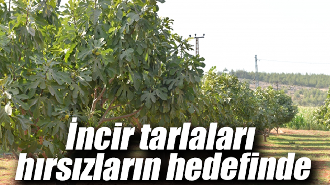 Üretici tarlada nöbet tutuyor