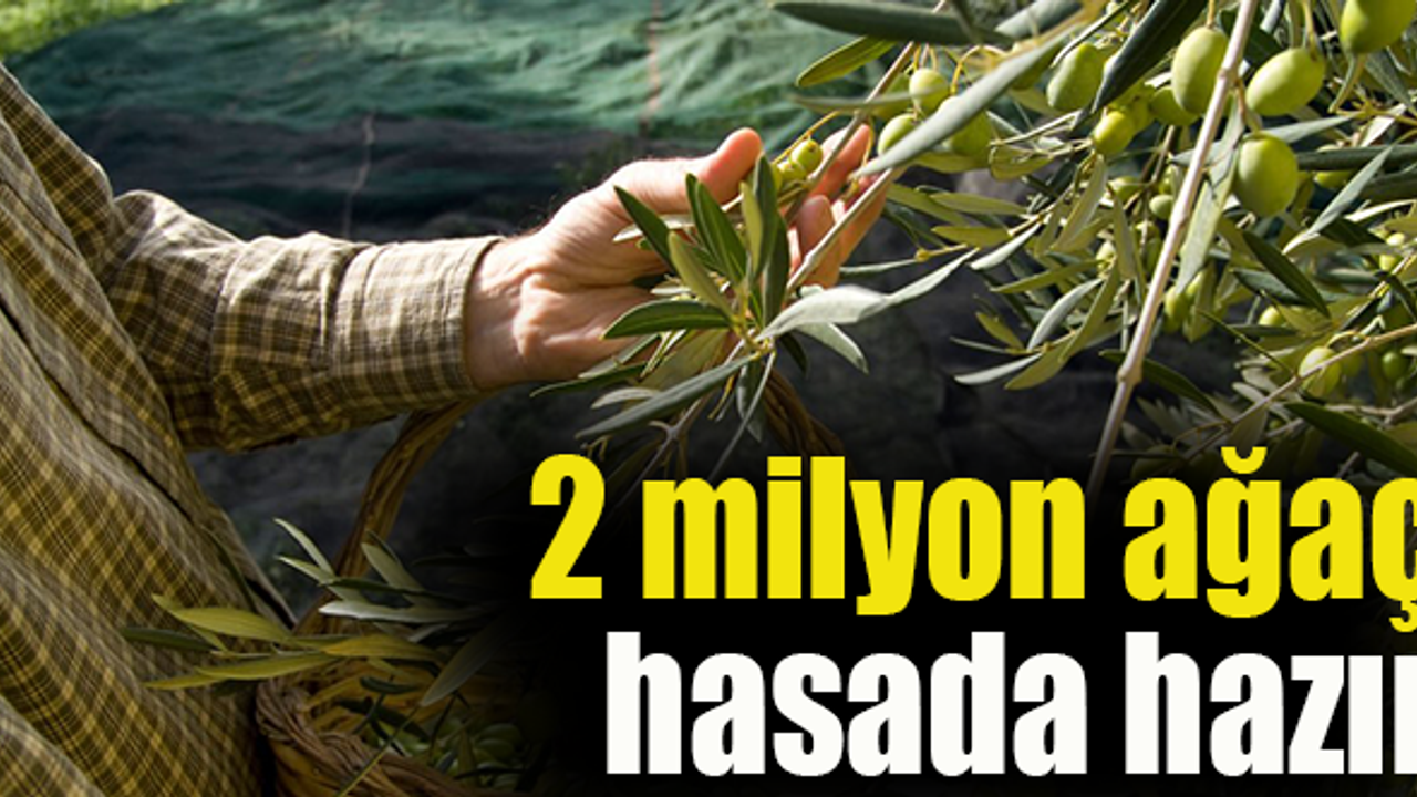 Zeytin, hasada gün sayıyor