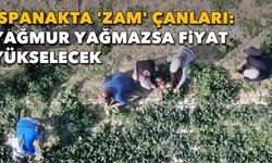 Ispanak yağmuru bekliyor!