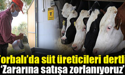 Sütlük inekler kesime gönderiliyor
