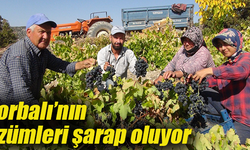 Torbalı’nın üzümleri Marmara’ya gidiyor
