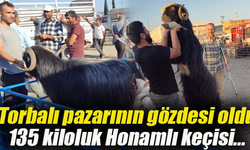 Türkiye’nin en büyük keçileri Torbalı pazarında