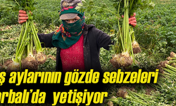 Şifa deposu sebzeler Türkiye’ye gidiyor