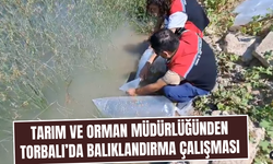 Türkmenköy’deki gölete yeni balık türleri bırakıldı