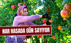 Şifa deposunda hasat gözleniyor