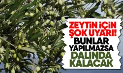 Zeytin için şok uyarı!