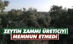 Zeytin zammı üreticiyi memnun etmedi