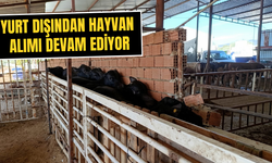 Torbalı’da hayvan ithalatı devam ediyor