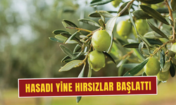 Torbalı Ovası'nda Zeytin Hırsızlığı Üreticiyi Tedirgin Ediyor