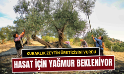 Zeytin üreticileri yağmuru bekliyor