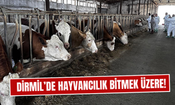 Dirmil’de hayvancılık bitmek üzere!