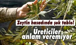 Kuraklık zeytin hasadını vuruyor