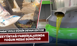 Fabrikalarda zeytinyağı mesaisi