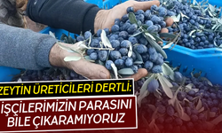 Zeytin üreticileri isyanda