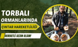 Torbalı’da Çıntar sezonu başlıyor