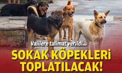 Valilere talimat verildi... Sokak köpekleri toplatılacak!