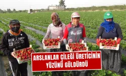 Hasat devam ediyor