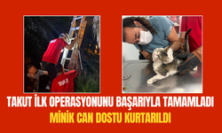 Bir haftadır palmiye ağacında mahsur kalmıştı