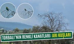 Torbalı’da nadide bir kuş türü