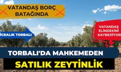 Helvacı’da mahkemeden satılık zeytinlik