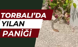 Havalar ısındı, kırsal mahallelerde yılanlar ortaya çıktı