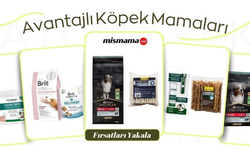 Köpek Maması Seçerken Nelere Dikkat Edilmeli?