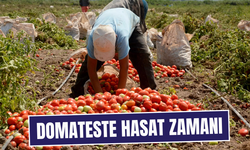 Kırmızı altında hasat başladı