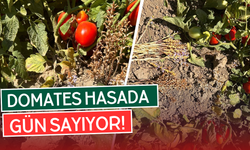 35 Bin Dekarda Salçalık Domatesler Kızarmaya Başladı