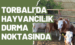 Şap hastalığı üreticiyi yaraladı