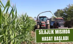 Torbalı Ovası’nda Silajlık Mısır Hasadı Başladı