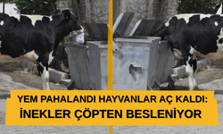 Yem alamayan çiftçinin ineği çöpten beslenmeye başladı