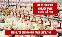 Günde 66 bin tavuk üretiyoruz