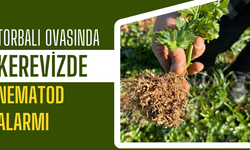 Kerevizde Nematod Alarmı