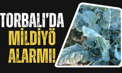Brokoli Tarlalarında Tehlike: Mildiyö Yayılıyor