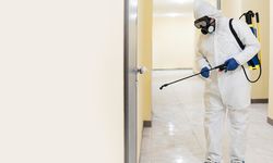 Pire İlaçlama ve Evcil Hayvan Sağlığı: Güvenli Yöntemler