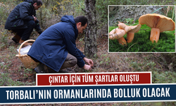 Torbalı’nın ormanlarında bolluk olması bekleniyor