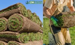 Hazır Rulo Çim Nedir? M2 Fiyatı Ne Kadar? Nereden Alınır?