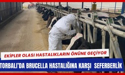 Brucella hastalığına karşı hayvanlara kan testi yapılıyor