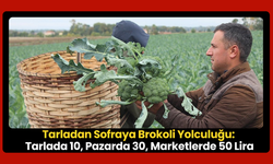Brokolide hasat doludizgin devam ediyor