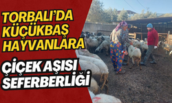 Küçükbaş Hayvanlar Çiçek Hastalığına Karşı Aşılanıyor
