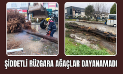 Şiddetli Rüzgar Ağaçları Kökünden Söktü