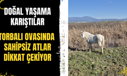 Torbalı ovasında sahipsiz atlar dikkat çekiyor