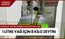 Kuraklık Zeytinyağını Vurdu: Torbalı Ovası’nda Verim Düştü