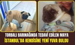 Maya İstanbul’da Yuva Buldu