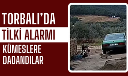 Tilkiler Yerleşime İndi, Kümesler Boşaldı