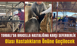 Brucella hastalığına karşı hayvanlara kan testi yapılıyor