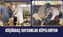 Torbalı’da Küçükbaş Hayvanlara Küpeleme Çalışması